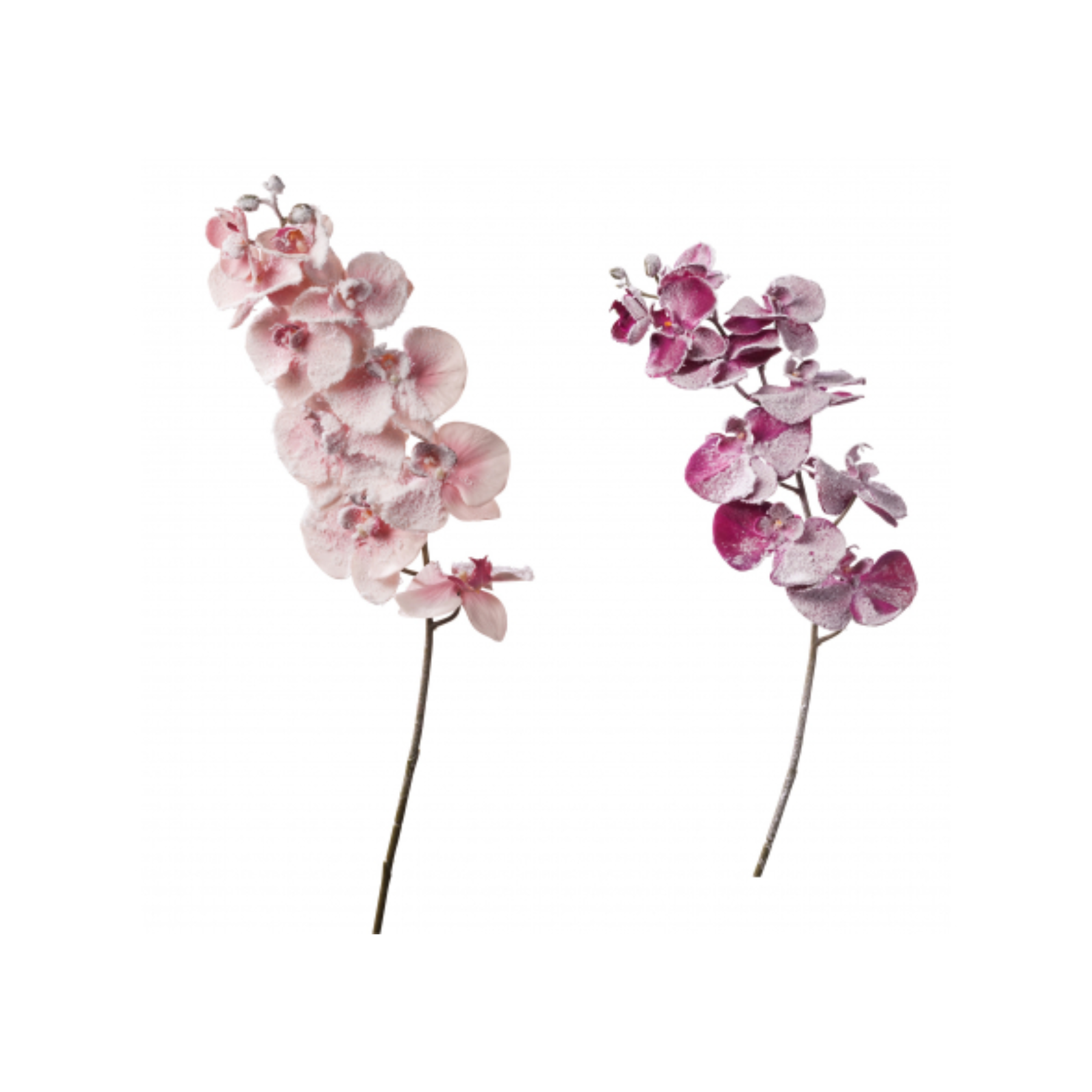 Ramo Orchidea Innevata