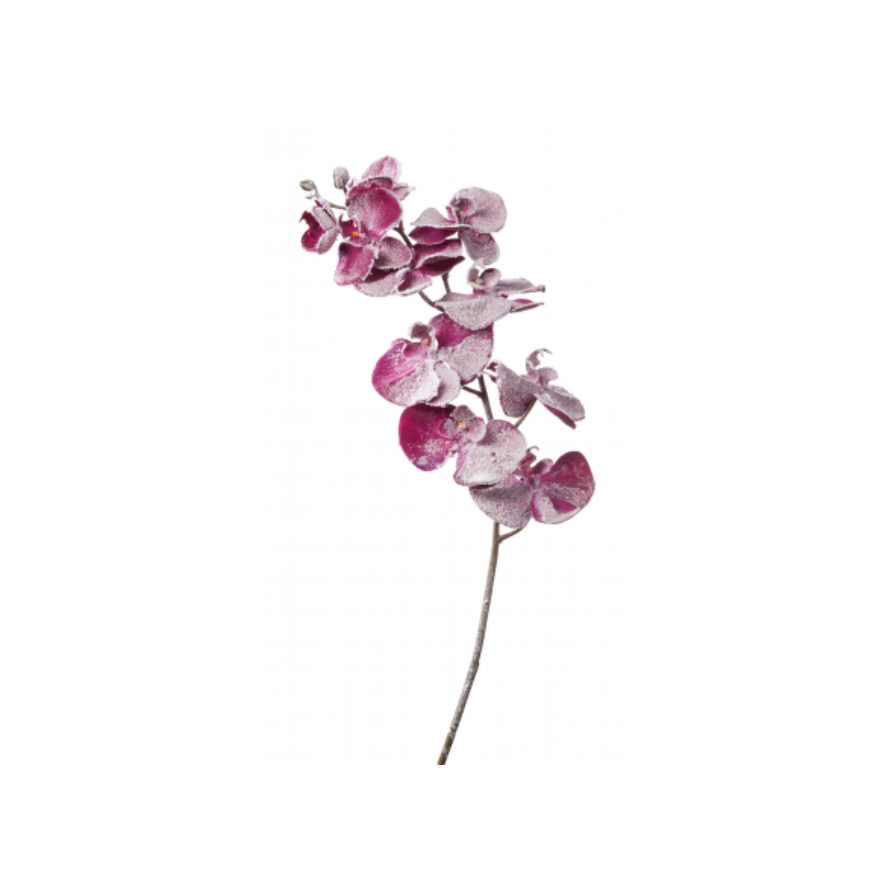 Ramo Orchidea Innevata