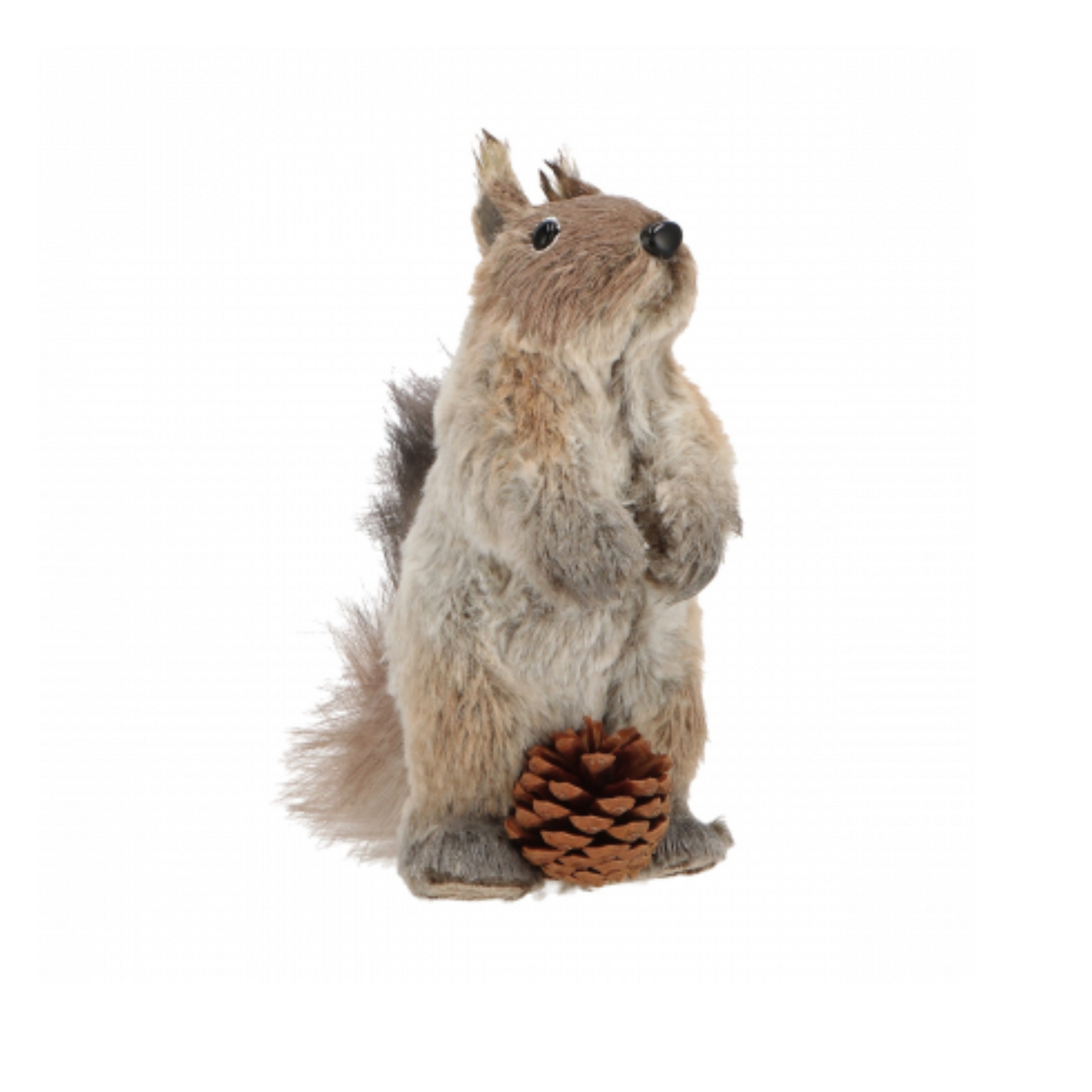 Scoiattolo con Pigna