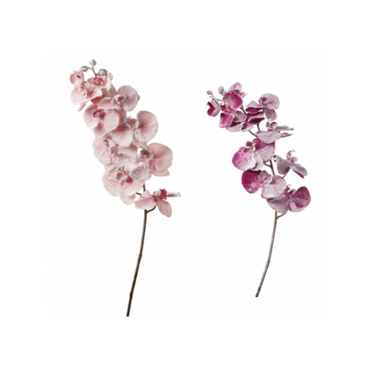 Ramo Orchidea Innevata