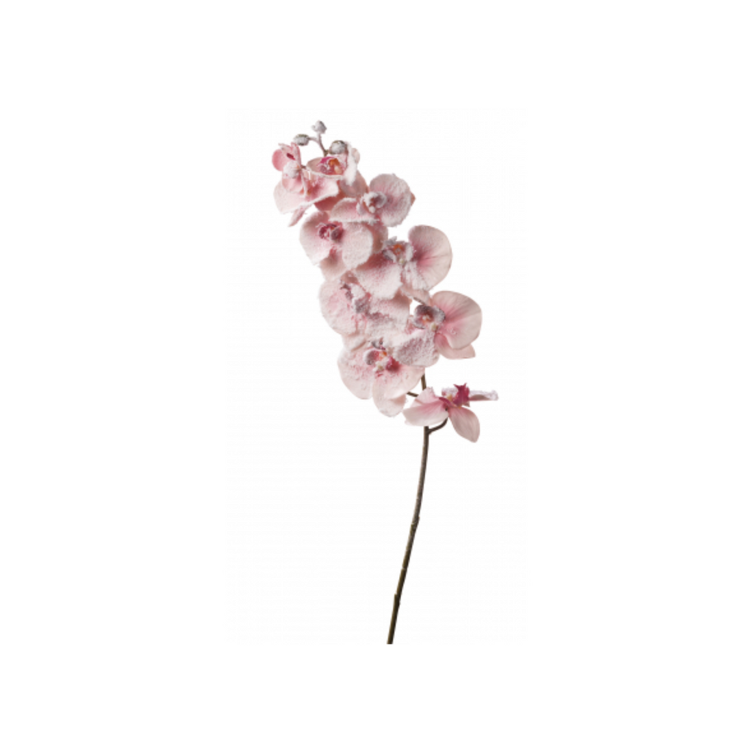 Ramo Orchidea Innevata
